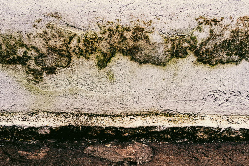 Mold and mildew growing on a damaged, cracked, and stained white wall above a rough, dark floor highlight the urgent need for mold restoration or mold damage repair.